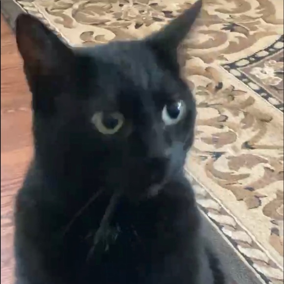 Meet your Posher, Myisha - Picture 2 of 3